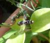 Syritta pipiens